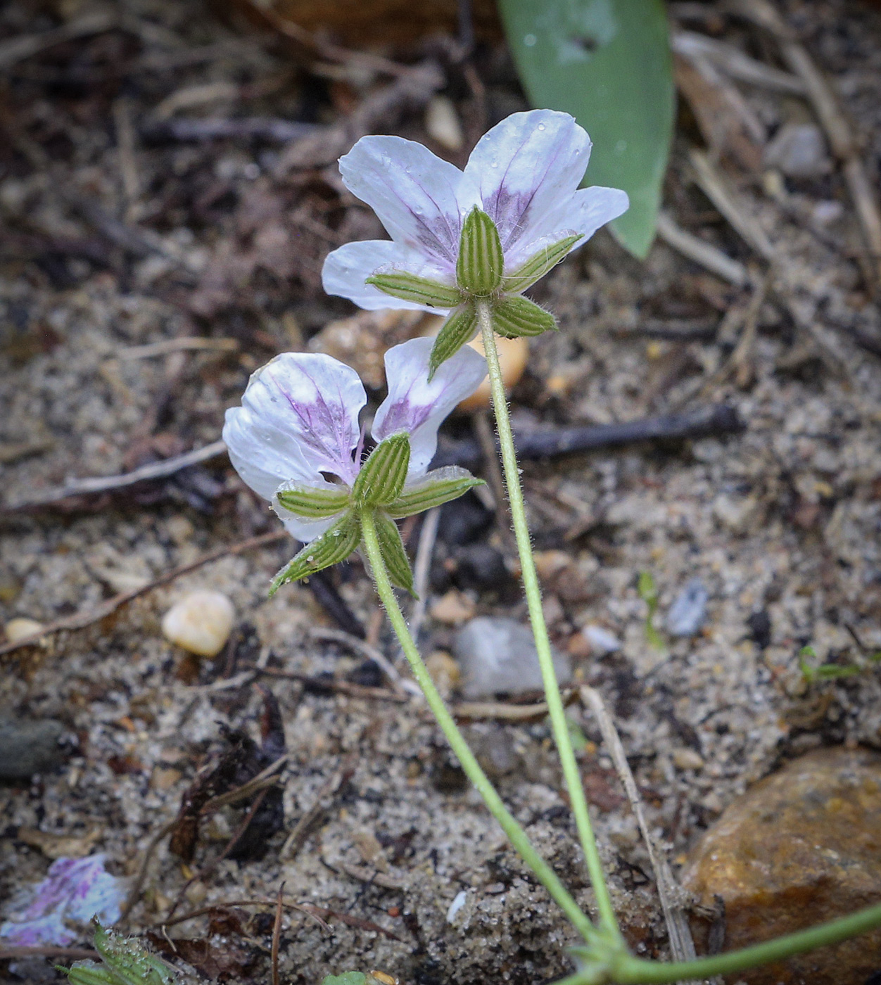 Изображение особи род Erodium.