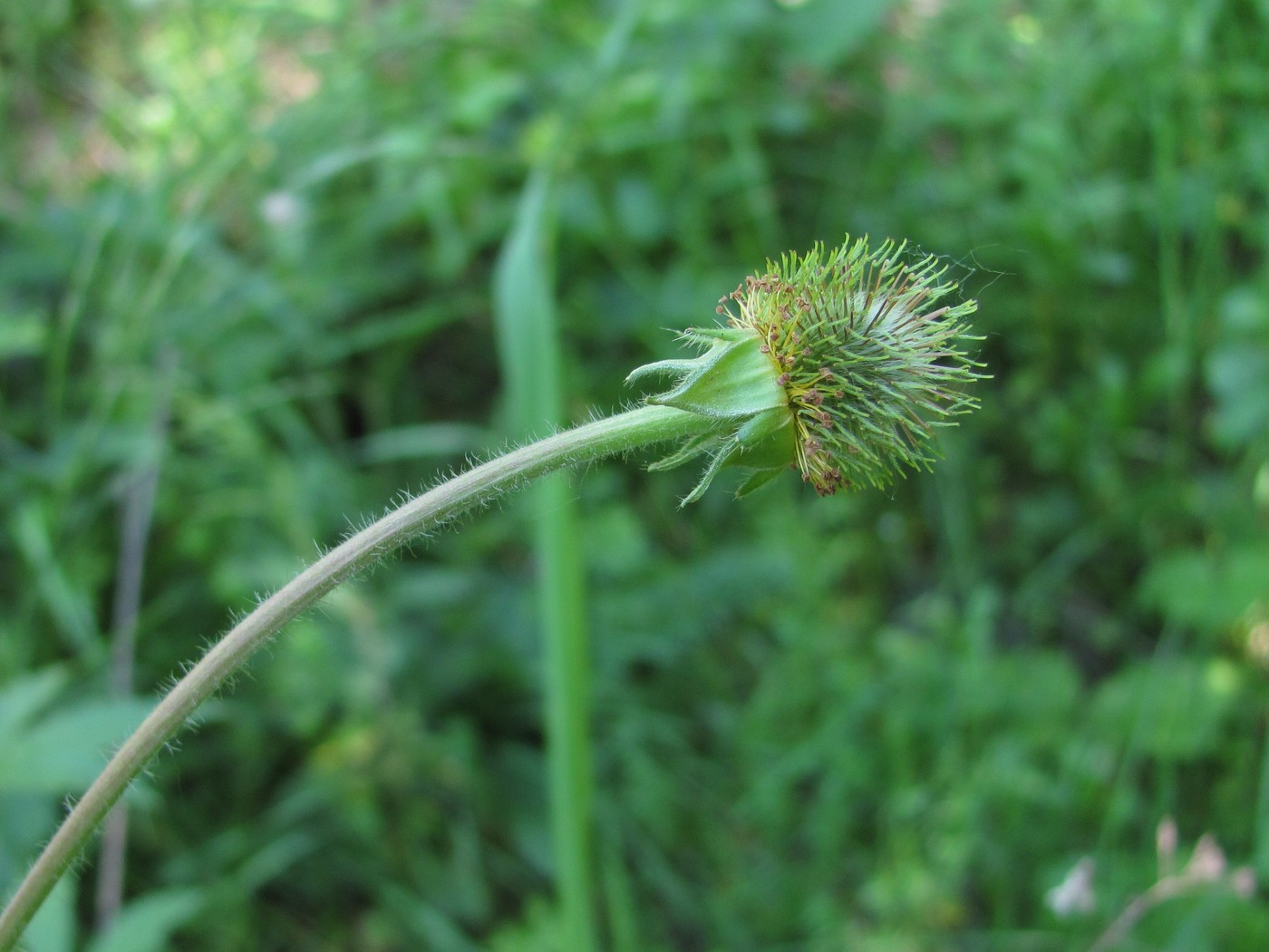 Изображение особи Geum aleppicum.