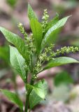 Mercurialis perennis. Верхушка цветущего растения. Московская обл., Одинцовский р-н, окр. г. Кубинка. 20.04.2021.