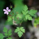 Geranium robertianum. Верхушка цветущего растения. Республика Абхазия, окр. Нового Афона. 20.08.2009.