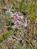Goniolimon speciosum