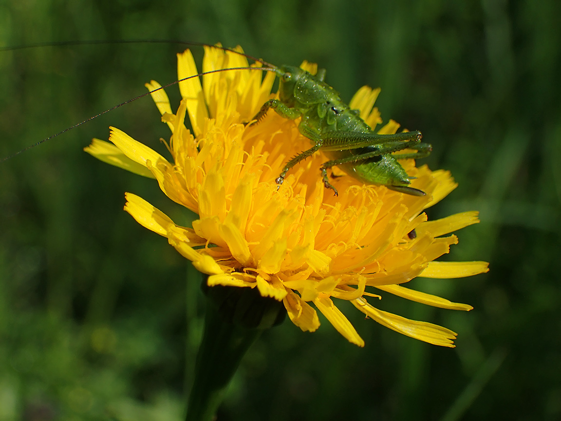 Изображение особи Leontodon hispidus.