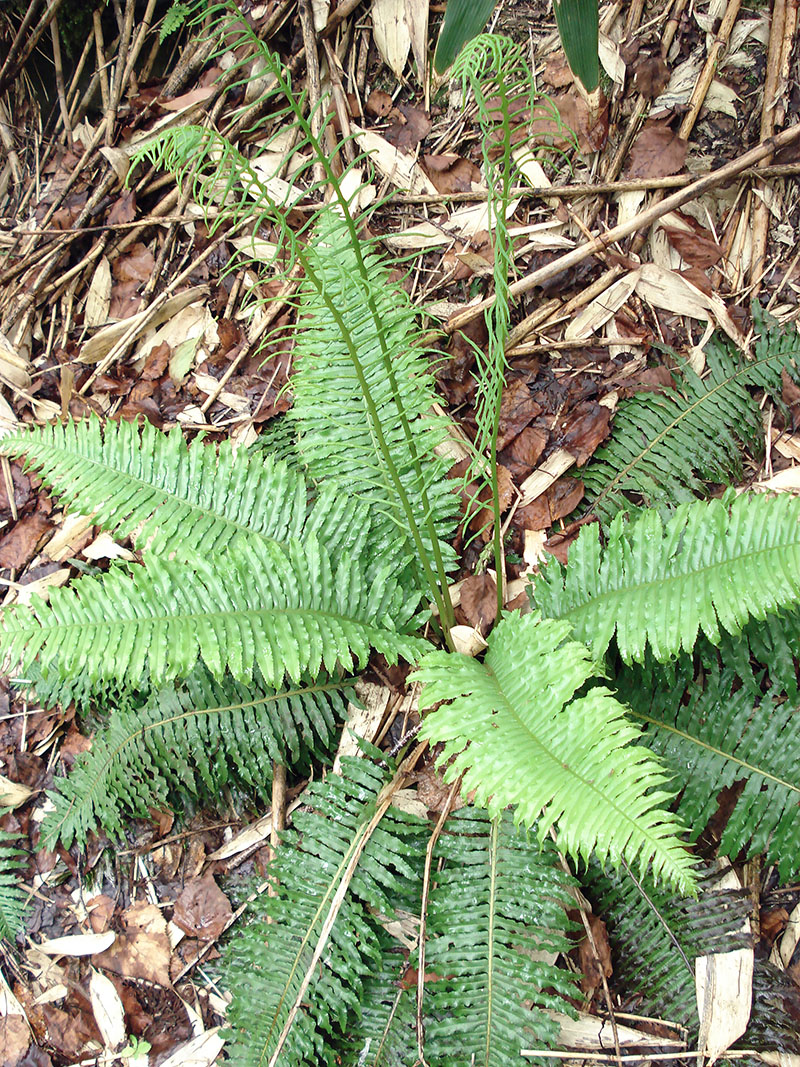 Image of Plagiogyria matsumureana specimen.