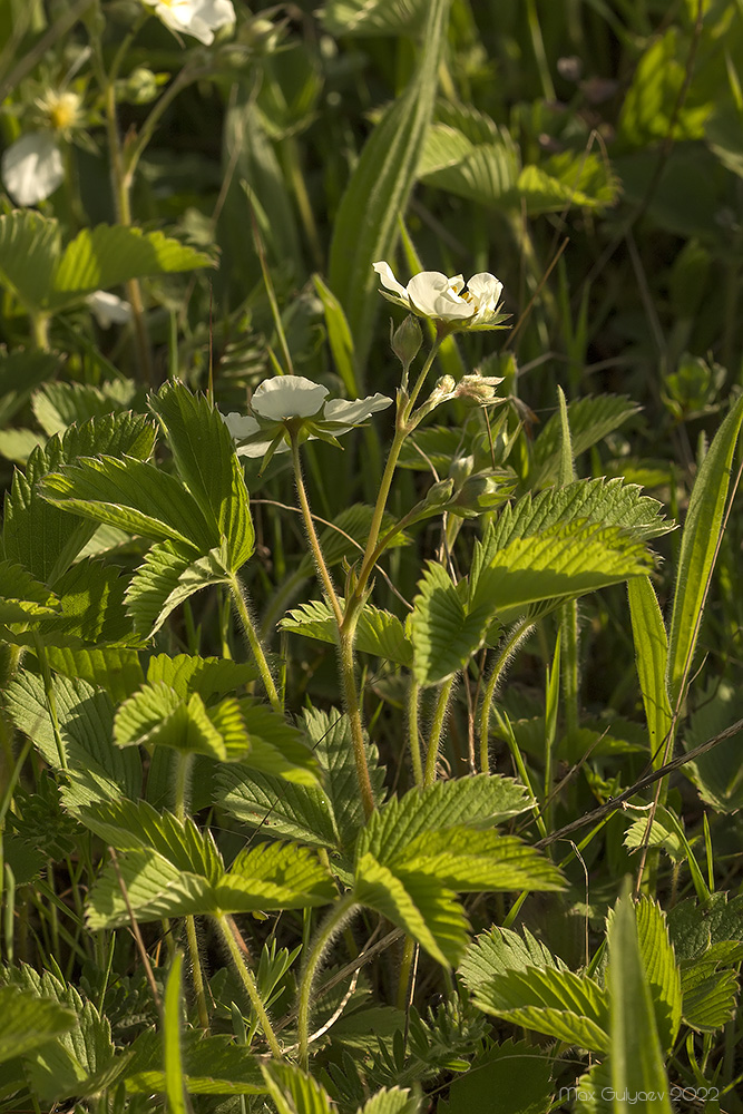 Изображение особи Fragaria campestris.