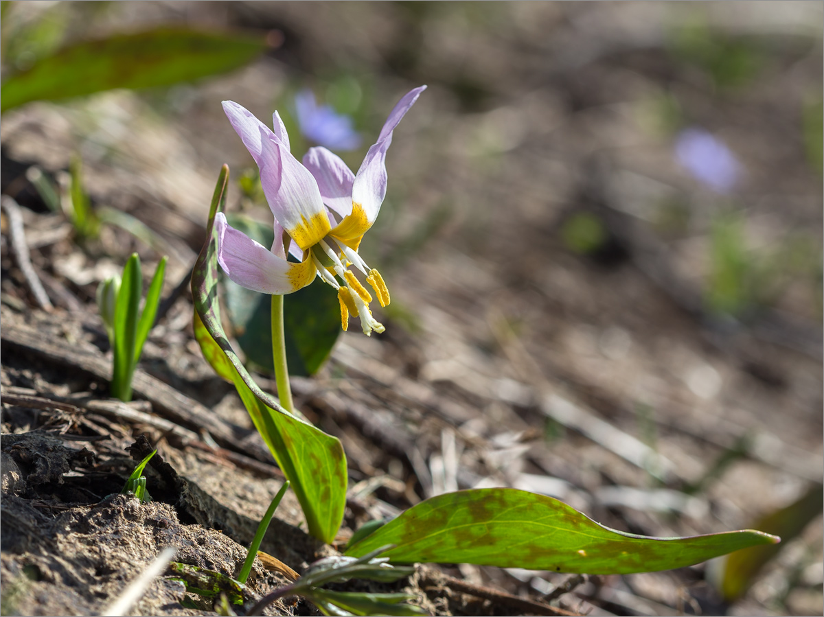 Изображение особи Erythronium caucasicum.