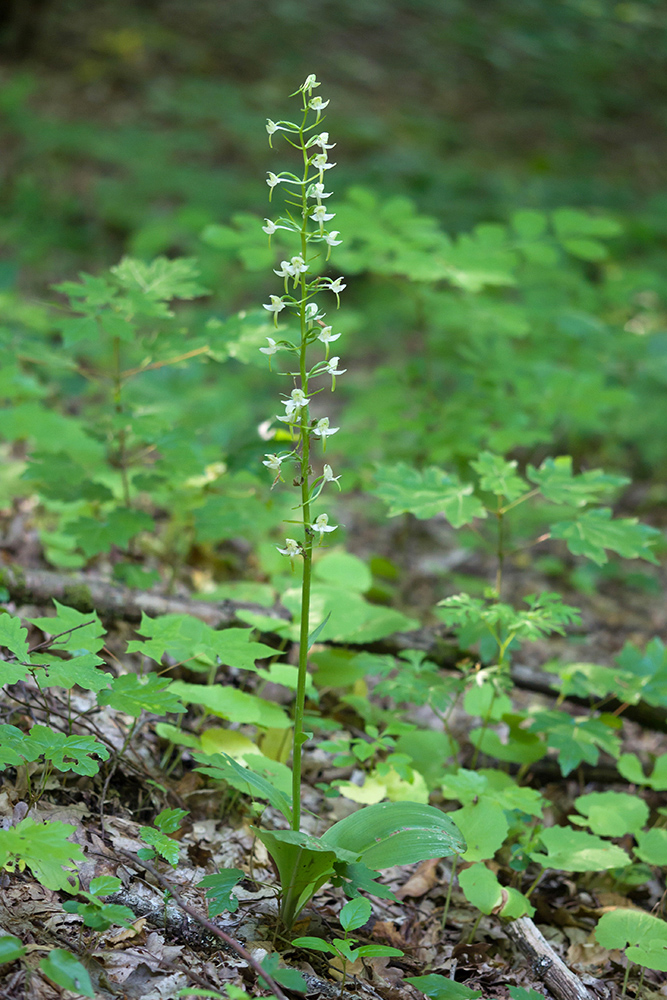 Image of Platanthera chlorantha specimen.