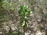 Kalanchoe grandidieri. Вегетирующее растение. Мадагаскар, провинция Тулеария, регион Ациму-Андрефана, Arboretum d'Antsokay. 04.12.2019.