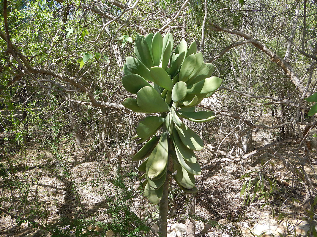 Image of Kalanchoe grandidieri specimen.