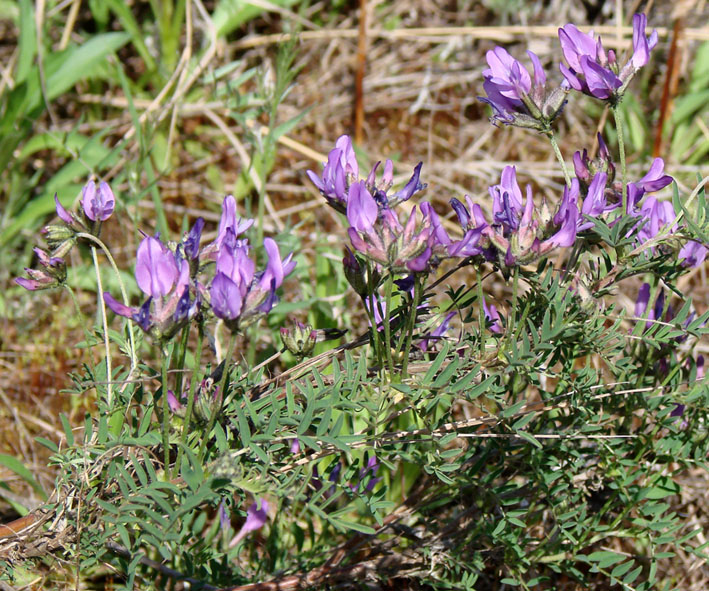 Image of Astragalus suffruticosus specimen.