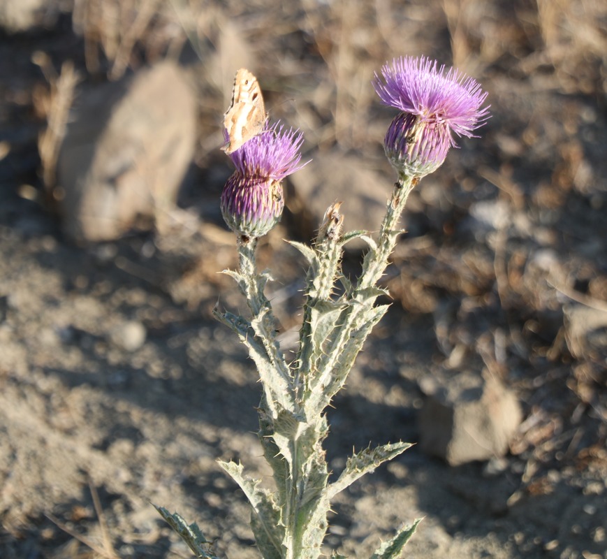 Image of Onopordum armenum specimen.