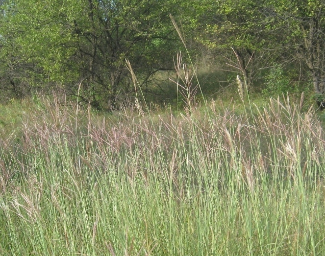 Изображение особи Bothriochloa ischaemum.