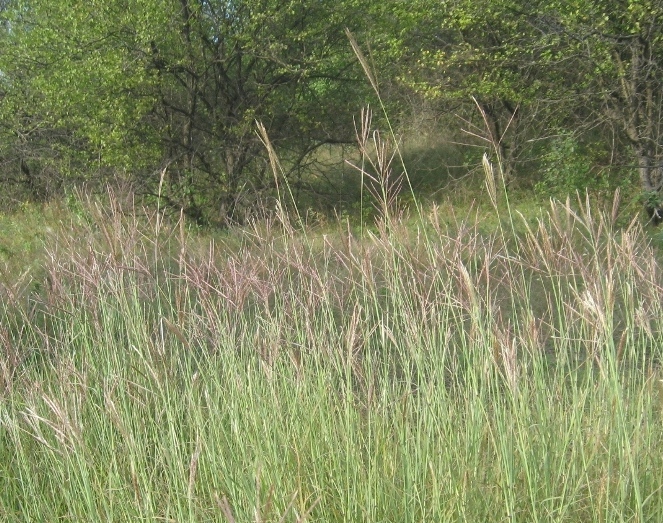 Изображение особи Bothriochloa ischaemum.