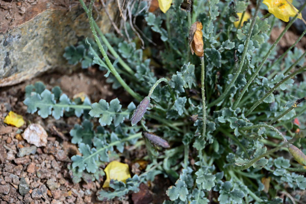 Image of Glaucium squamigerum specimen.