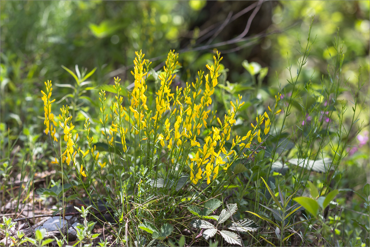 Изображение особи род Genista.