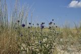 род Echinops