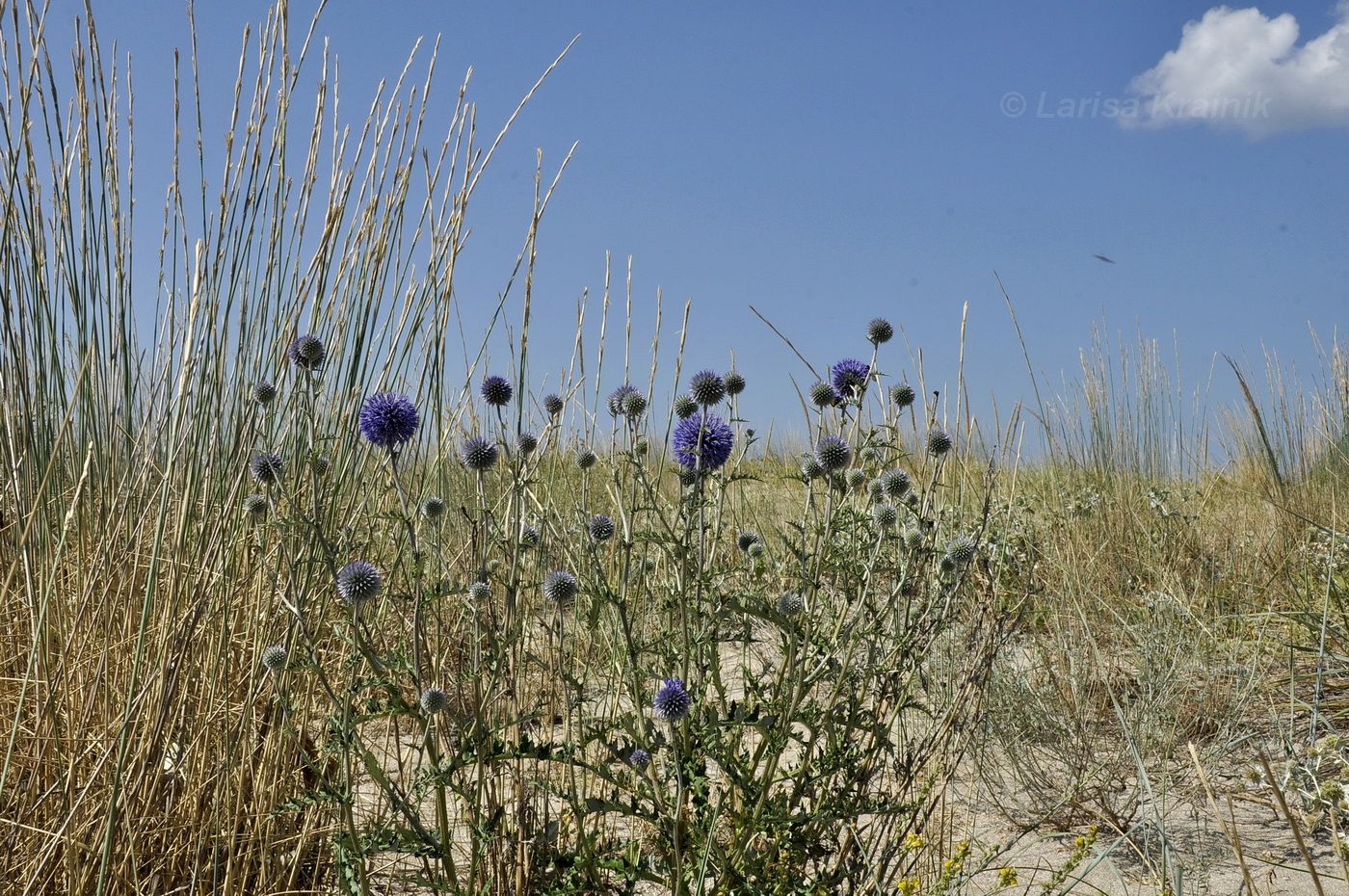 Изображение особи Echinops ritro.