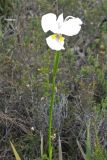 Diplarrena latifolia