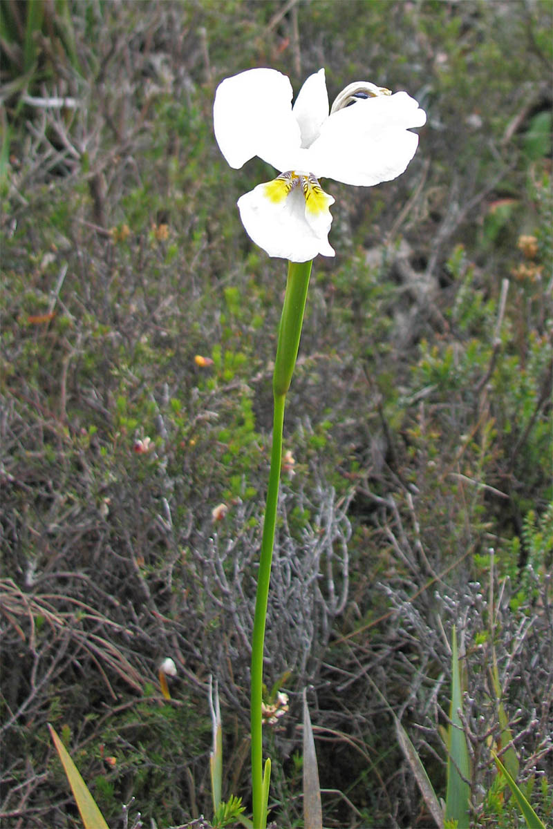 Image of Diplarrena latifolia specimen.