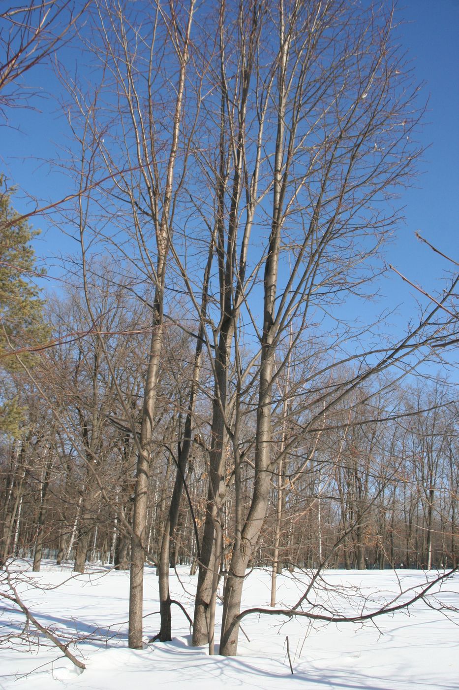 Image of Tilia × europaea specimen.