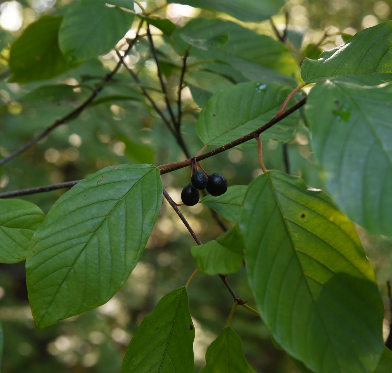 Image of Frangula alnus specimen.