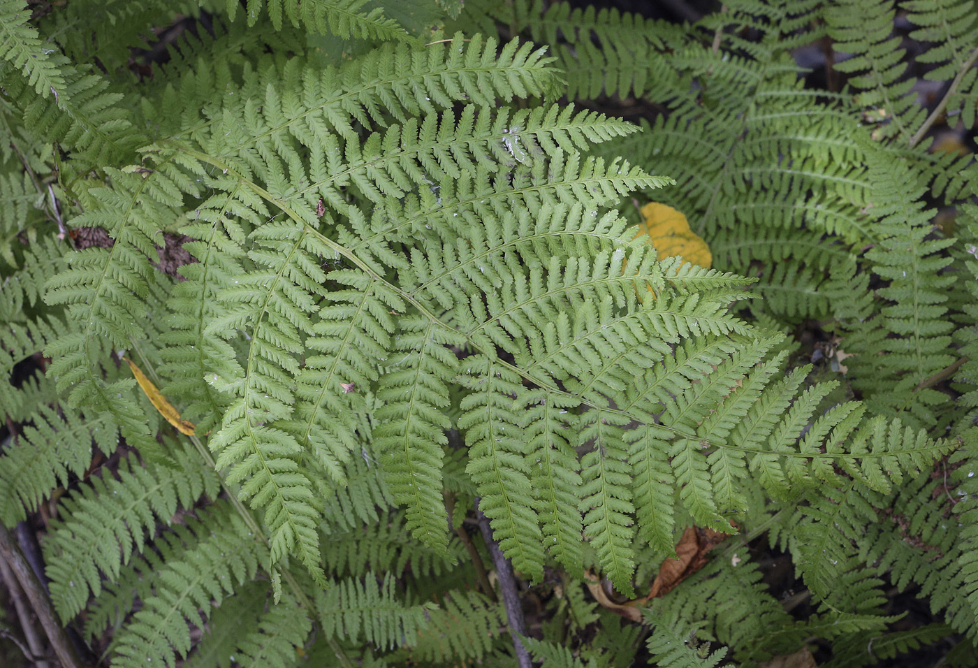 Изображение особи Athyrium filix-femina.