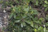 Pittosporum heterophyllum. Верхушки побегов растения поражённого червецами Icerya purchasi. Крым, городской округ Ялта, пгт Форос, парк. 25.09.2022.