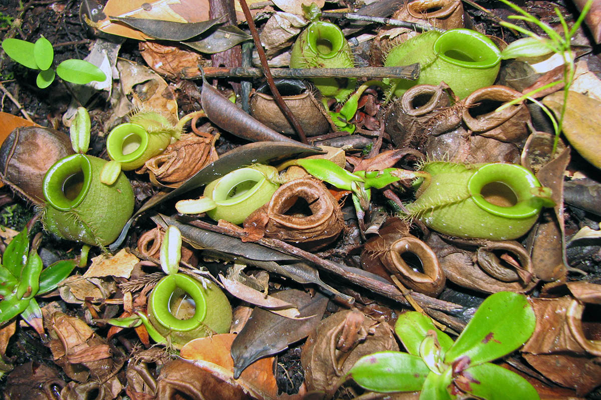 Image of Nepenthes ampullaria specimen.