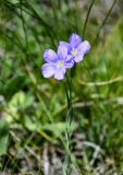 genus Linum