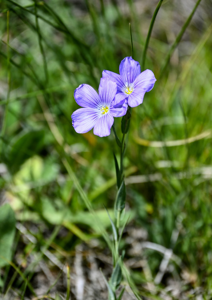 Image of genus Linum specimen.