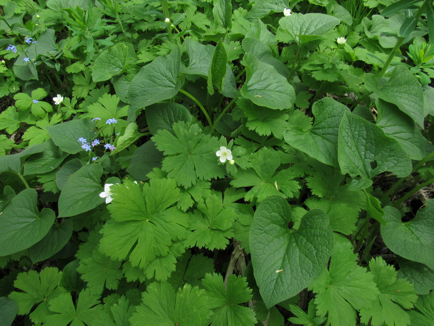 Изображение особи Anemone baicalensis ssp. occidentali-sajanensis.