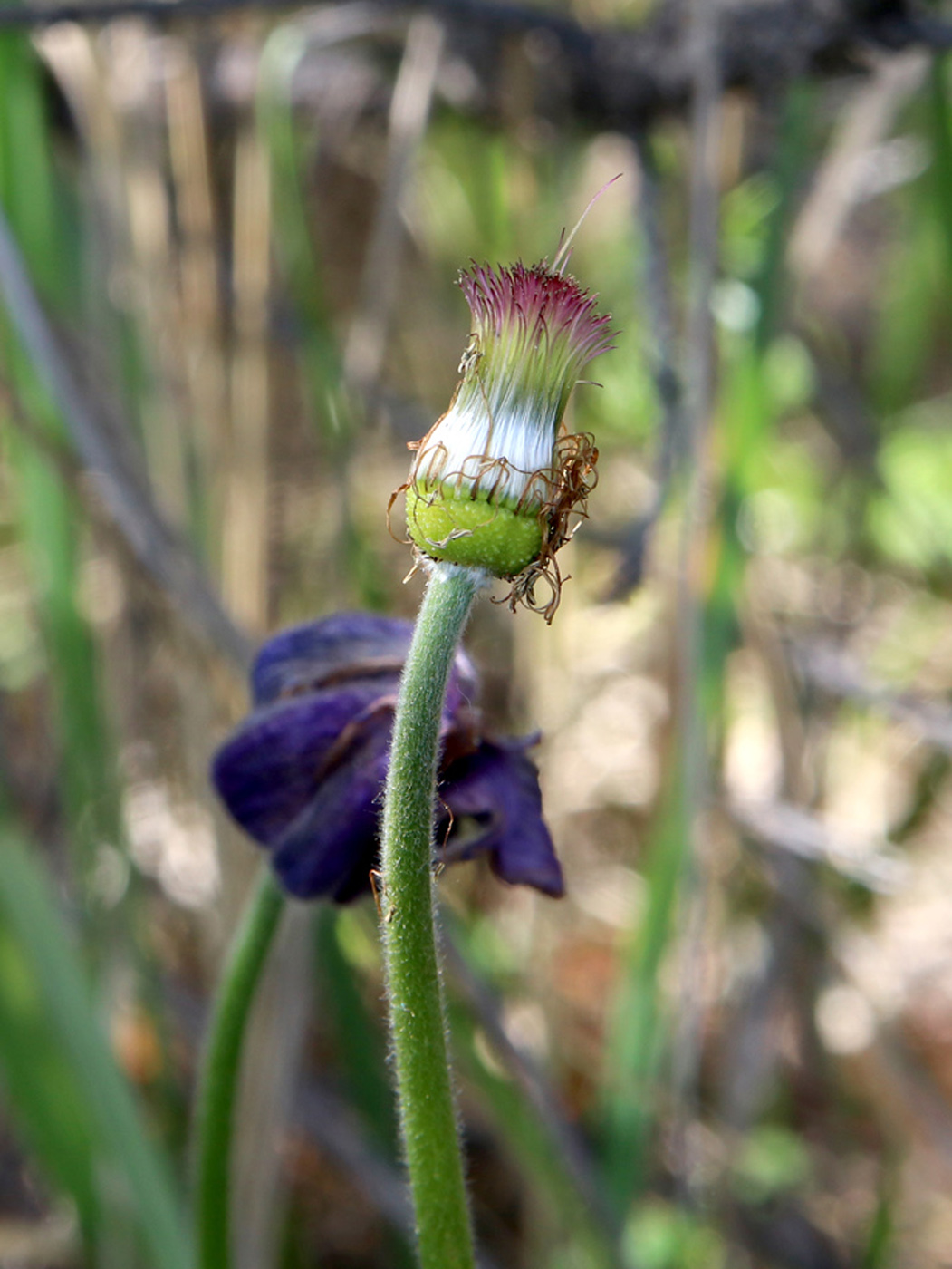 Изображение особи Pulsatilla patens.