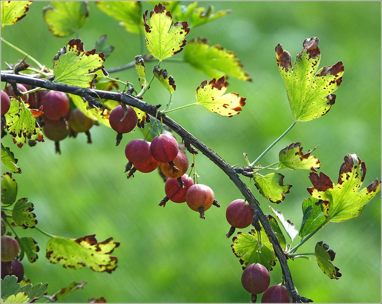 Изображение особи Grossularia uva-crispa.