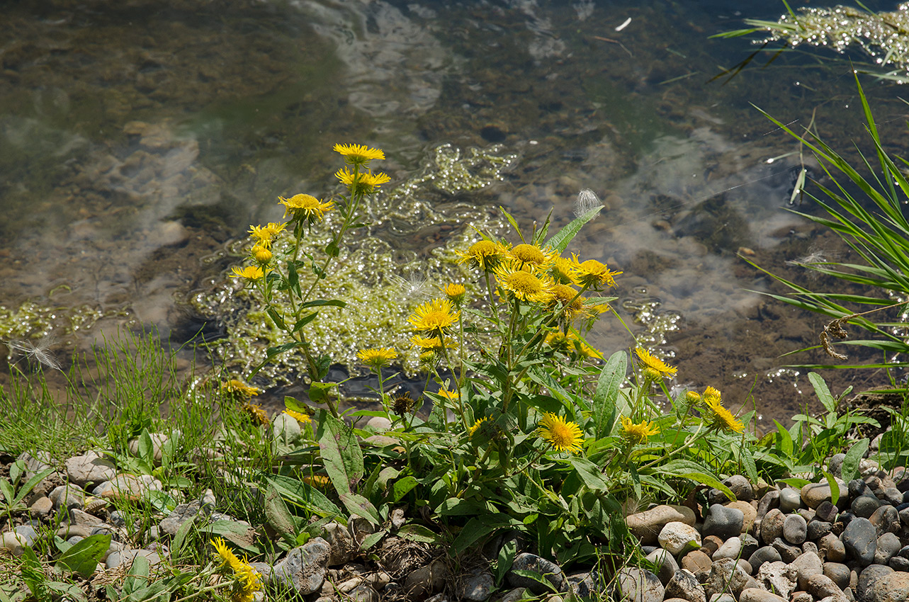 Изображение особи Inula britannica.