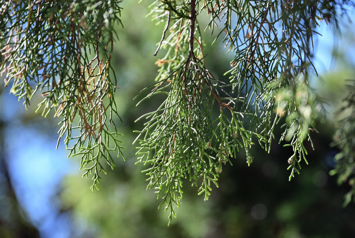 Изображение особи Juniperus semiglobosa.