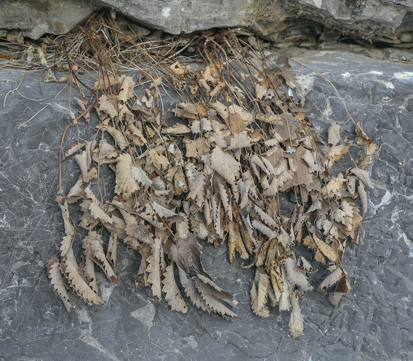 Image of Sanguisorba officinalis specimen.