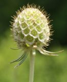 Scabiosa ochroleuca. Соплодие. Белгородская обл., окр. пос. Борисовка, остепнённый луг на склоне под дендрарием заповедника. 03.07.2010.