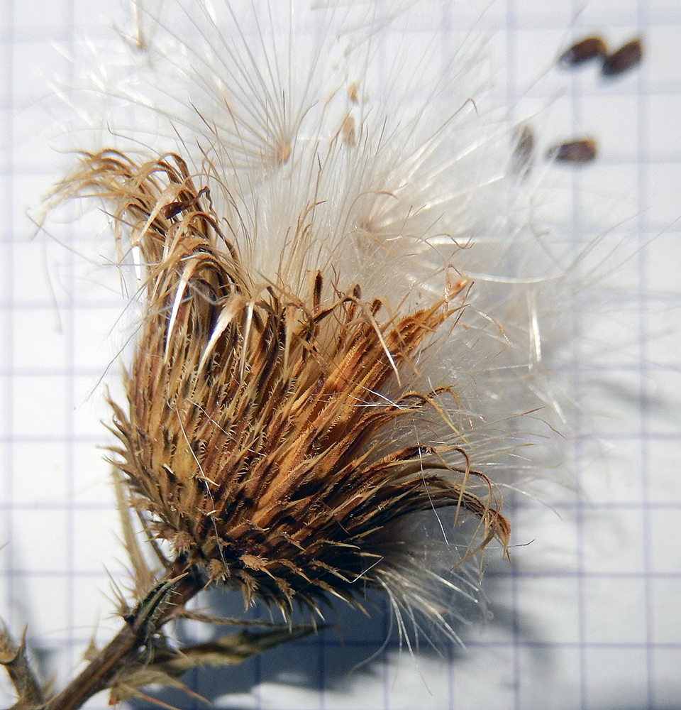 Image of Cirsium serrulatum specimen.