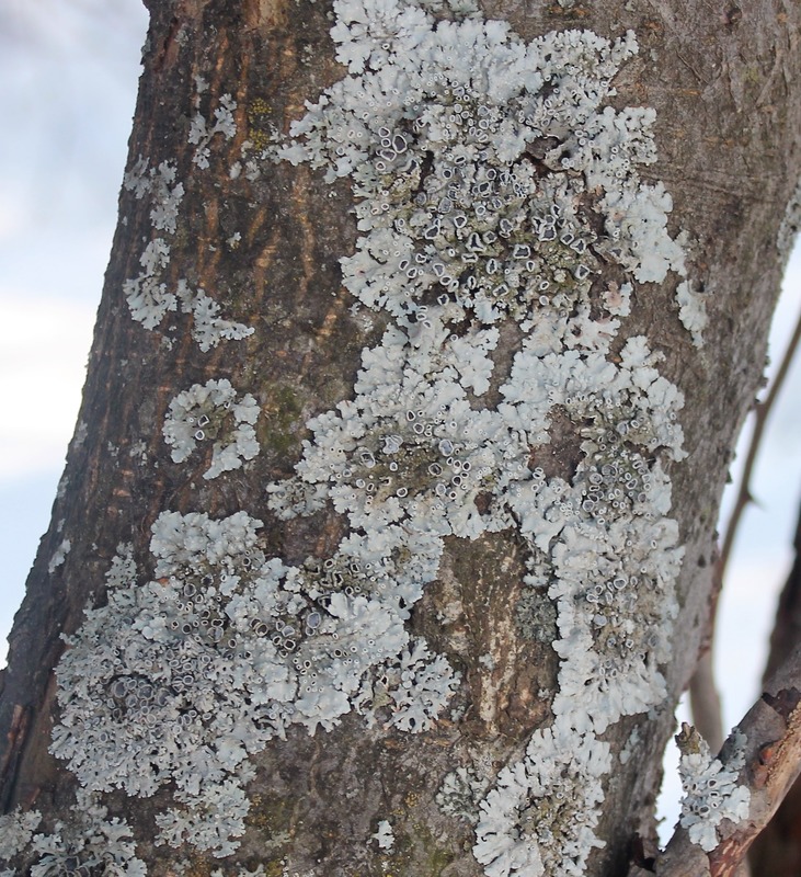 Image of Physcia stellaris specimen.