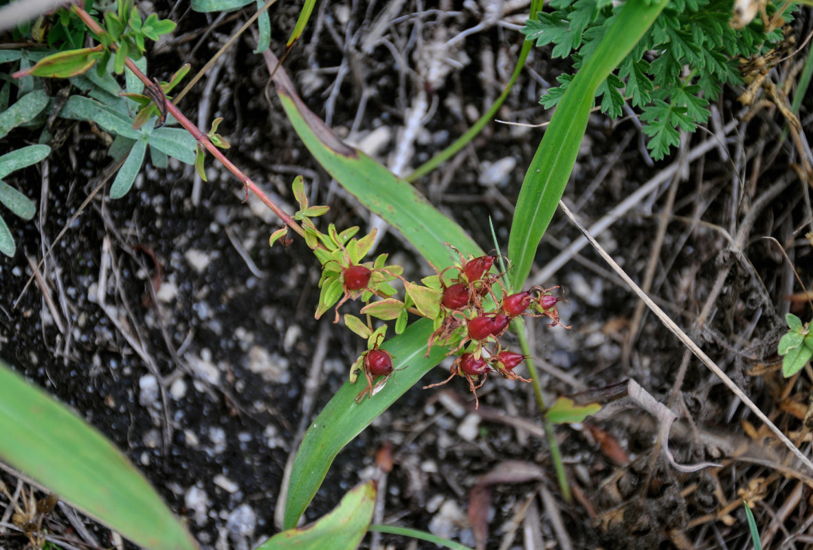 Image of Hypericum attenuatum specimen.