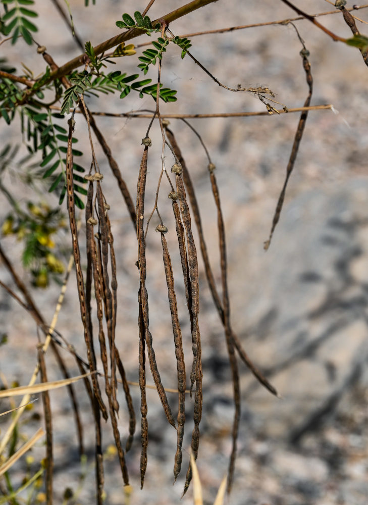 Image of Sesbania sesban specimen.