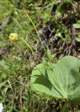 Ranunculus thora