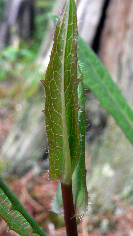 Image of Hieracium umbellatum specimen.