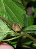 Malvastrum coromandelianum. Часть веточки с созревающим плодом. Чили, обл. Valparaiso, провинция Isla de Pascua, г. Hanga Roa, обочина тротуара. 10.03.2023.