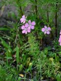 Delphinium ajacis