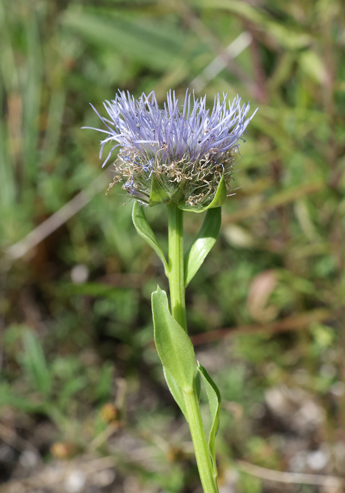 Image of Globularia trichosantha specimen.