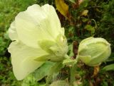 Alcea rosea