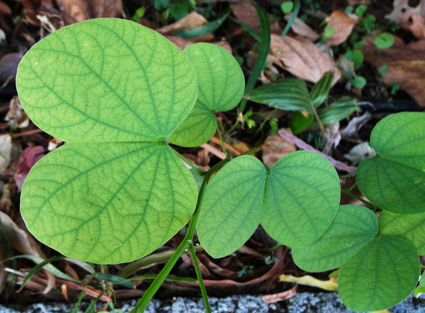 Изображение особи род Bauhinia.