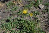 Tragopogon filifolius. Цветущее растение. Чечня, Итум-Калинский р-н, вершина северного отрога горы Чархунышкорт, выс. 2500 м н.у.м. 7 августа 2023 г.