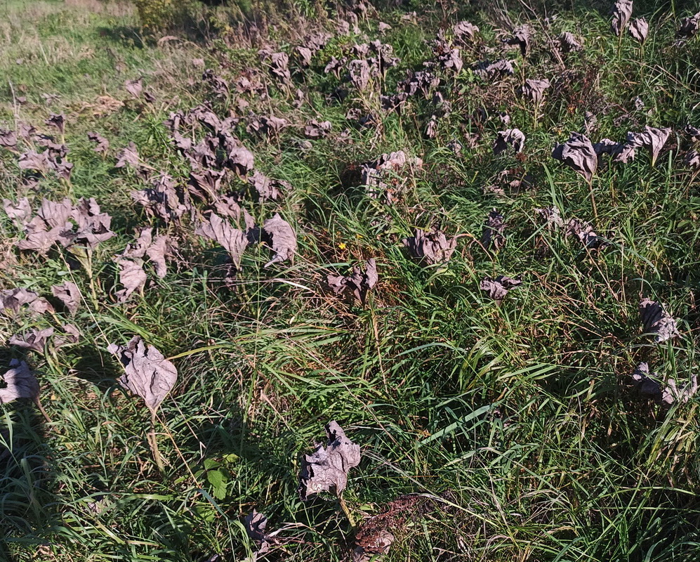 Изображение особи Petasites spurius.