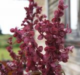 Atriplex hortensis. Соплодия. Новосибирская обл., Ордынский р-н, дачи в окр. с. Новопичугово, в культуре. Август 2009 г.